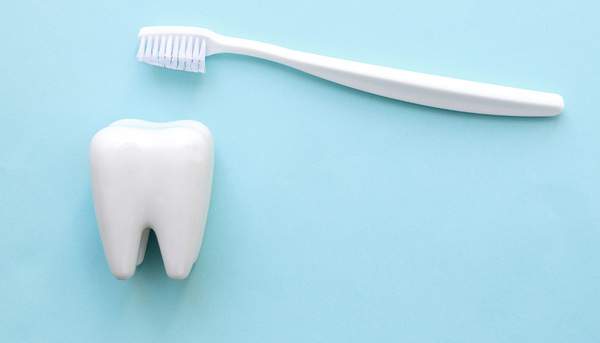 歯ブラシと歯の模型