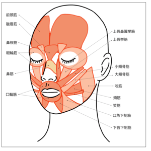 顔の各部位の筋肉を説明したイラスト